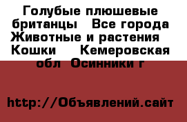 Голубые плюшевые британцы - Все города Животные и растения » Кошки   . Кемеровская обл.,Осинники г.